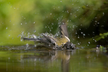 Mésange charbonnière, © JAG IMAGES