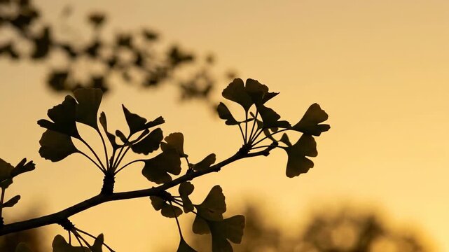 Ginkgo tree branch silhouette at sunset 4K Video