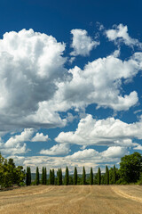 Obraz premium Tuscan landscape with cypress trees lining field under clouds