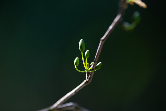 Minimalist close up of green Ochna integerrima flower buds growing on twig, authentic spring growth in natural soft sunlight