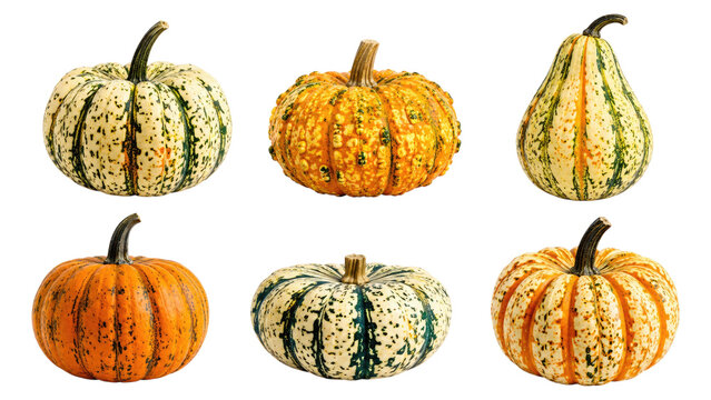 Six decorative speckled and striped mini pumpkins and gourds on a transparent background, autumn harvest decor