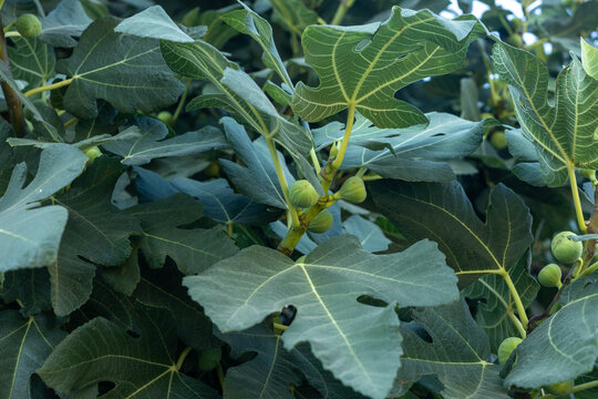 Lush green fig tree branch with large lobed leaves and unripe small green fruits growing under soft daylight. Mediterranean region.