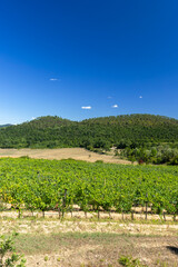 Obraz premium Tuscany vineyard with green hills and clear sky