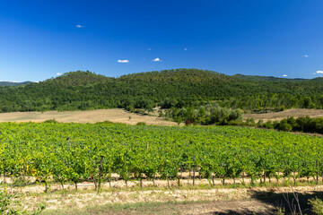 Obraz premium Vineyards growing green grapes under Blue sky in Tuscany