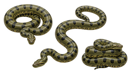 Fototapeta premium Green Anaconda Trio: Three distinct poses of a green anaconda, showcasing its powerful, scaled body and distinctive dark spots, coiled and ready.