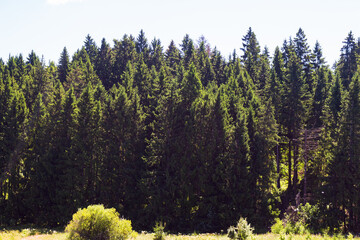 Lush evergreen spruce forest featuring dense coniferous canopy and tall pine trees captured under bright natural sunlight in a vibrant summer day with clear sky backdrop in wilderness © PhotoChur