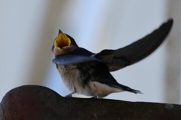 hirondelle juvenile © pia