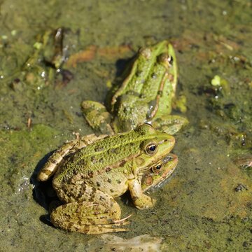 grenouille