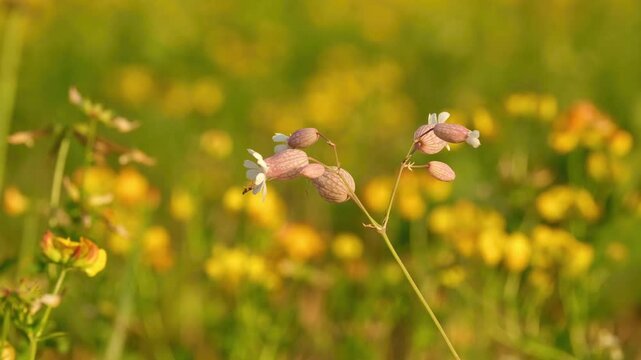 Delicate bladder campion flowers gently swaying in the summer breeze above a colorful meadow filled with soft yellow wildflowers and natural bokeh.