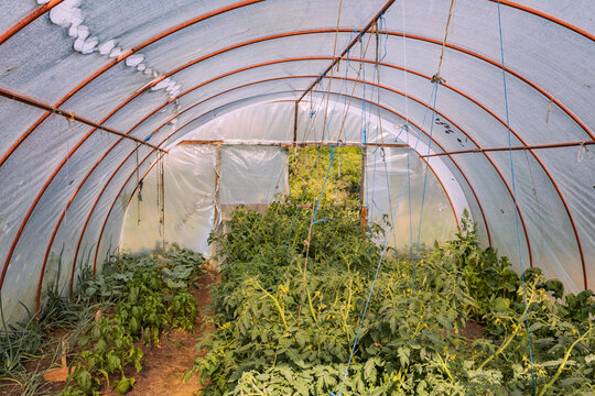 Interior of a rustic polytunnel greenhouse filled with thriving vegetable plants. Urban farming concept.