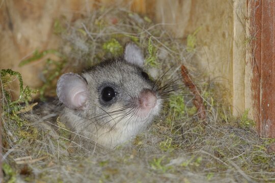Edible dormouse (Glis glis) in a nesting box as a summer roost, animal portrait, Siegerland, North Rhine-Westphalia, Germany