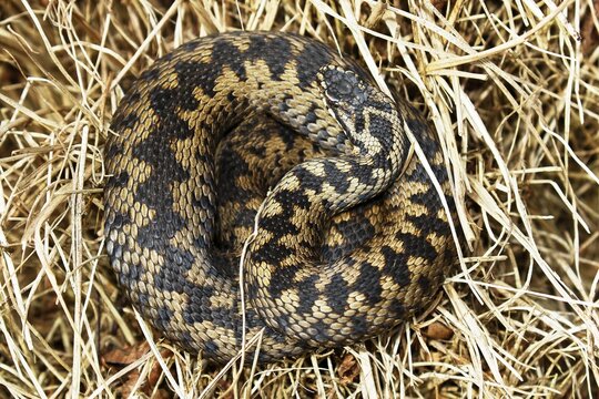 Common European viper (Vipera berus) sunning herself in her hiding place, Schleswig-Holstein, Germany