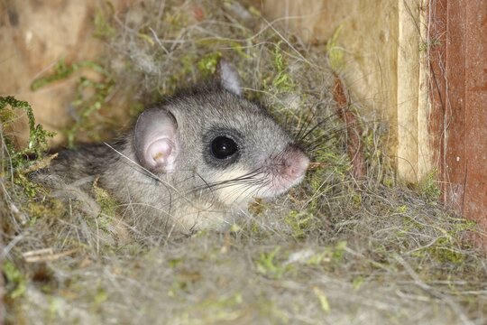 Edible dormouse (Glis glis) looks out of his nest, Siegerland, North Rhine-Westphalia, Germany