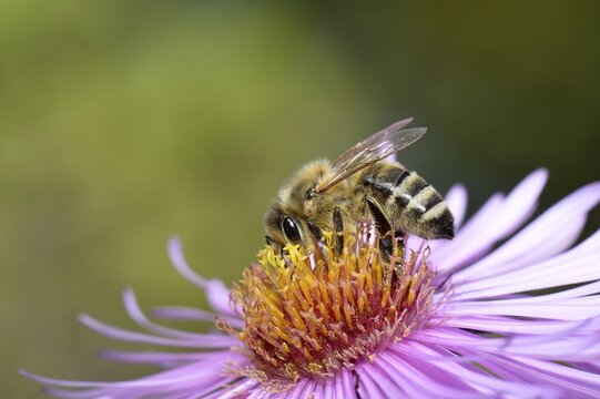 Honey bee (Apis mellifera) sitting on aster (Aster), sucking up nectar, Baden-W&uuml;rttemberg, Germany