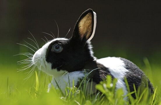 Dwarf Rabbit on a meadow
