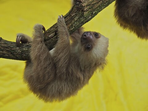 Hoffmann's two-toed sloth (Choloepus hoffmanni), juvenile, captive, Jaguar Rescue Centre, Puerto Viejo de Talamanca, Limon, Costa Rica, Central America