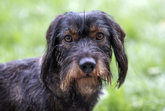 Rough-haired dachshund (Canis lupus familiaris) male, 4 years, animal portrait, attentive, Stuttgart, Baden-W&uuml;rttemberg, Germany