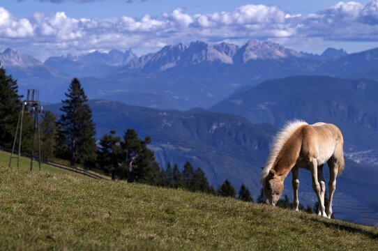 Haflinger horses, foal (Equus ferus caballus) on the pasture, mountain meadow, Vigiljoch near Lana, South Tyrol, Autonomous Province of Bolzano, Italy