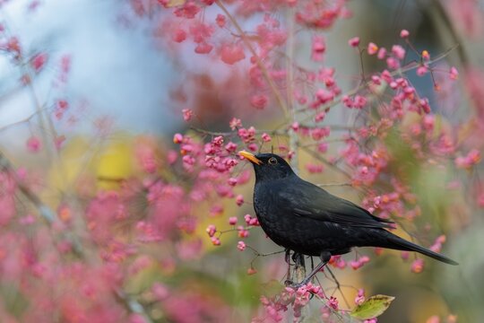 A common blackbird (Turdus merula) sits in a European spindle tree (Euonymus europaeus), and eats the fruit