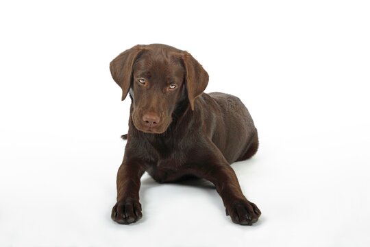 Young brown Labrador Retriever dog (Canis lupus familiaris), female, five months