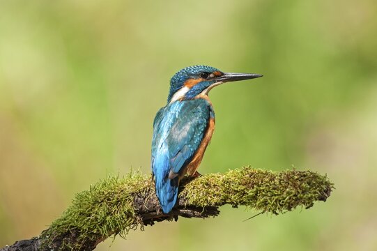 Kingfisher (Alcedo atthis), Pistingtal, Lower Austria, Austria