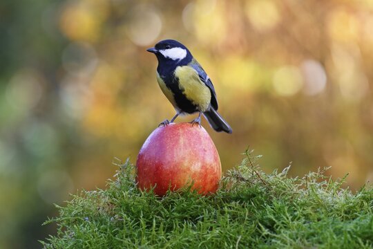 Great tit (Parus major) standing on an apple, Schleswig-Holstein, Germany