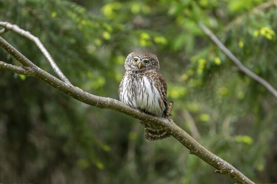 Pygmy Owl (Glaucidium passerinum), owl, on branch, Koroska, Slovenia