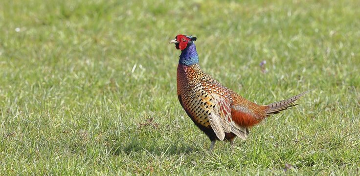 Pheasant, hunting pheasant (Phasianus colchicus), adult male bird in a meadow, wildlife, Lembruch, Ochsen Moor, D&uuml;mmer nature park Park, Lower Saxony, Germany