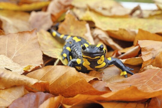 Fire salamander (Salamandra salamandra), in a beech forest on autumn leaves, autumn, Wilnsdorf, North Rhine-Westphalia, Germany