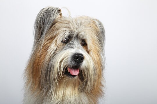 Elo or Great Elo breed of dog, male, portrait, Germany