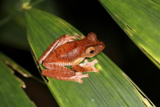 Harlequin tree frog (Rhacophorus pardalis) at night, Kubah National Park, Sarawak, Borneo, Malaysia