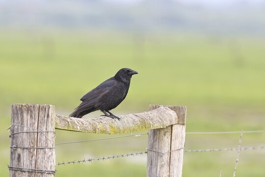 Raven crow (Corvus corone), sitting on a pasture gate, Ochsenmoor, D&uuml;mmer See, H&uuml;de, Lower Saxony, Germany