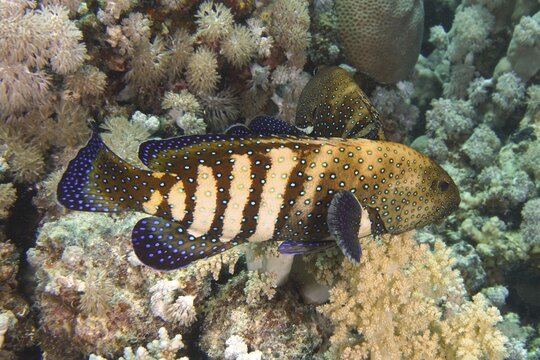 Pair of bluespotted grouper (Cephalopholis argus) during courtship, mating, dive site House Reef, Mangrove Bay, El Quesir, Red Sea, Egypt