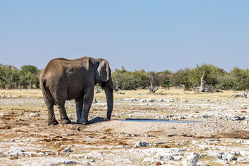 Obraz premium African wildlife gathering at a waterhole in Etosha National Park, Namibia. Elephants, zebras, giraffes and antelopes in their natural habitat under the African sky. 