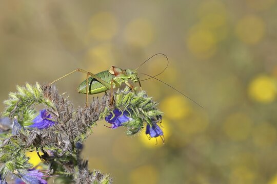 Steppe saddle grasshopper, steppe saddle grasshopper (Ephippiger ephippiger), male, on Viper's bugloss (Echium vulgare), with bokeh in the background, leafhoppers, long-fingered grasshoppers, Red List of Germany, specially protected species, critically endangered, Cochem, Moselle, Rhineland-Palatinate, Germany
