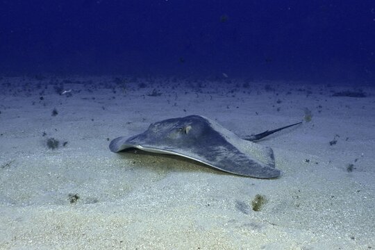 A round stingray (Taeniura grabata) rests on a sandy seabed in deeper water. Dive site Los Champignones, Las Galletas, Tenerife, Canary Islands, Spain