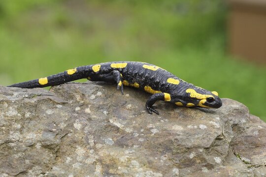 Fire salamander (Salamandra salamandra), running over a stone, Wildlife, North Rhine-Westphalia, Germany