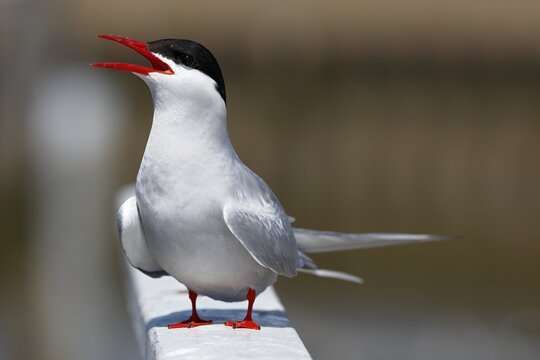 Calling Arctic Arctic Tern (Sterna paradisaea), Schleswig-Holstein, Germany
