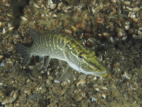 A pike (Esox lucius) swims over a bottom full of mussels, quagga mussel (Dreissena rostriformis bugensis), invasive species. Dive site Wildsau, Berlingen, Lake Constance, Switzerland