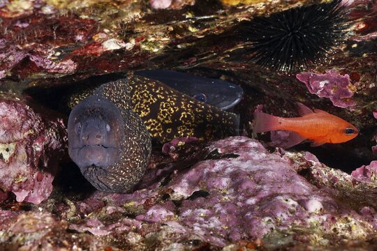 Mediterranean moray eel (Muraena helena) and a red mullet king (Apogon imberbis) together under a reef overhang cave, recognisable dark textures, dive site Sec de la Jeaune Garde, Giens peninsula, Provence Alpes C&ocirc;te d'Azur, France
