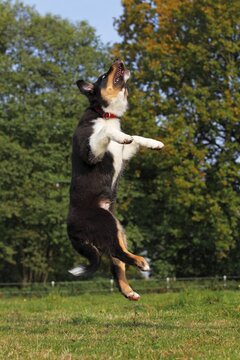 Jumping Australian Shepherd Black Tri puppy, male