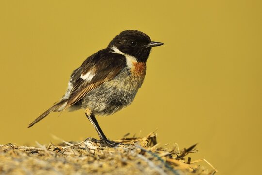 European stonechat (Saxicola rubicola), male sitting on raw bales, National Park Lake Neusiedl, Burgenland, Austria