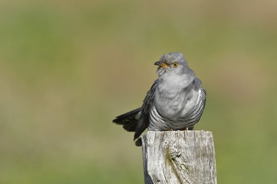 Common cuckoo (Cuculus canorus), male sitting on post of a pasture fence, Wildlife, Westerwald, Rhineland-Palatinate, Germany
