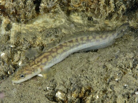 A long, eel-like fish, burbot (Lota lota), rudd, lies on a sandy bottom. Dive site Riff Williams, Herrliberg, Lake Zurich, Canton Zurich, Switzerland