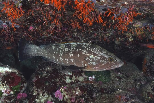Mottled grouper (Epinephelus marginatus) (Mycteroperca marginatus) resting under bright orange-red false corals (Myriapora truncata), dive site marine reserve Port Cros, Provence Alpes C&ocirc;te d'Azur, France