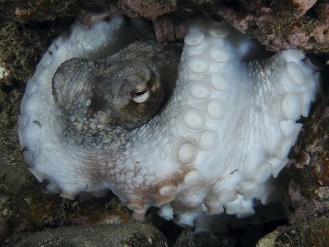 Common Octopus (Octopus vulgaris) in close-up showing its tentacles and hidden in a reef. Dive site Playa, Los Cristianos, Tenerife, Canary Islands, Spain