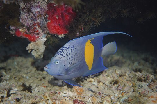 Halfmoon angelfish (Pomacanthus maculosus), Thistlegorm wreck dive site, Sinai, Egypt, Red Sea