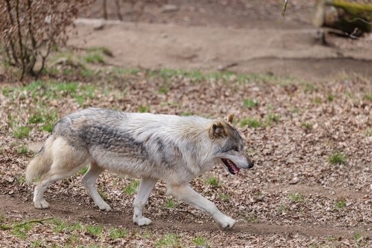 An adult male grey wolf (Canis lupus lupus) runs across a leaf covered meadow at the edge of the forest