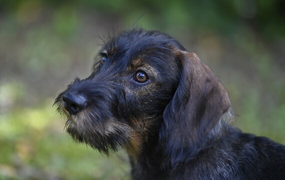 Wire-haired dachshund (Canis lupus familiaris) puppy, male, 4 months, animal portrait, Baden-W&uuml;rttemberg, Germany
