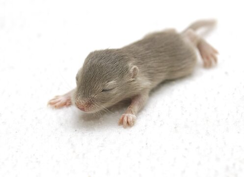Mongolian Jird or Mongolian Gerbil (Meriones unguiculatus) young, 2 weeks